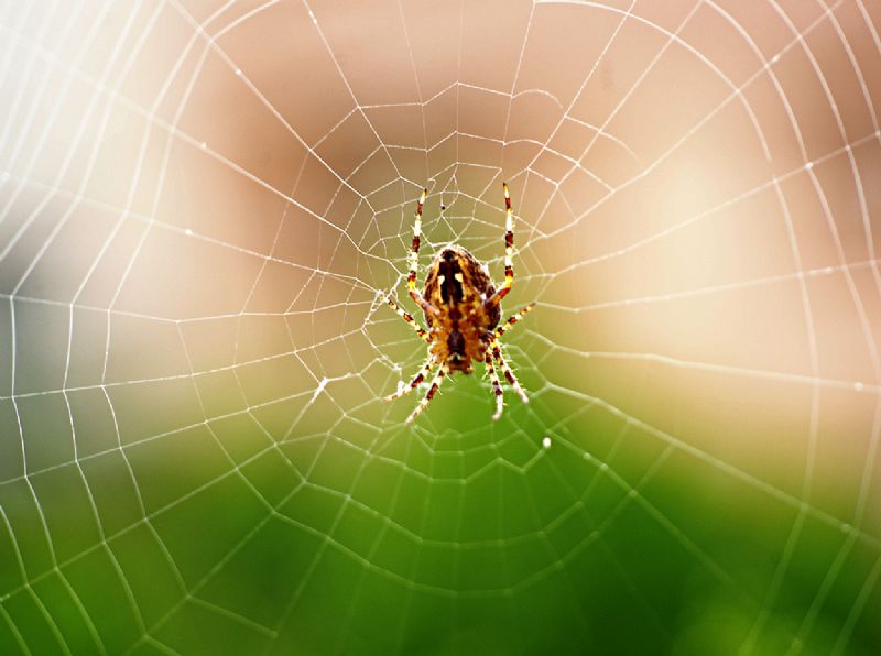 Araneus diadematus